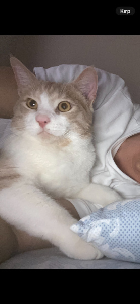 Tekir Kedi, Kedi  müezza bey fotoğrafı