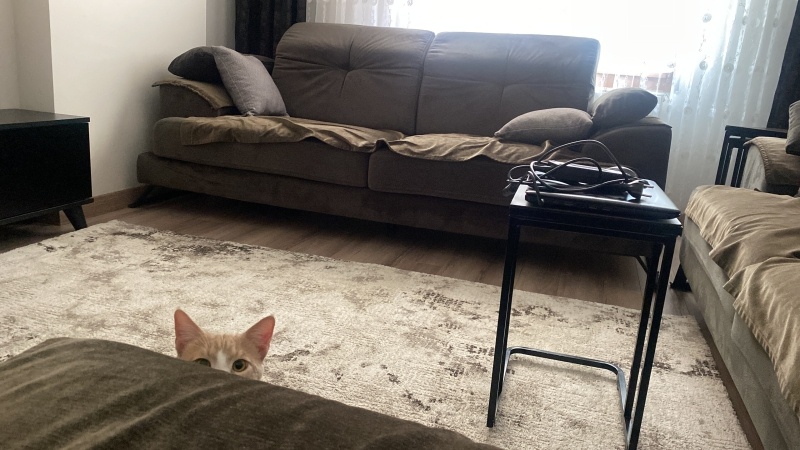 Tekir Kedi, Kedi  müezza bey fotoğrafı