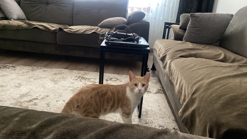 Tekir Kedi, Kedi  müezza bey fotoğrafı