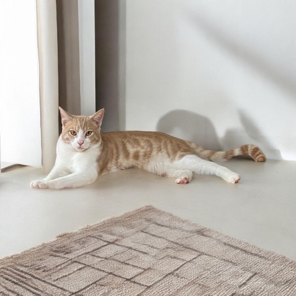 Tekir Kedi, Kedi  müezza bey fotoğrafı