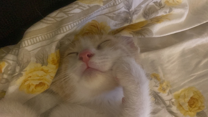 Tekir Kedi, Kedi  müezza bey fotoğrafı