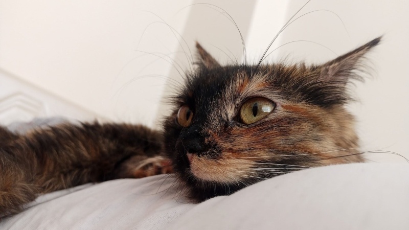 Tekir Kedi, Kedi  Balım fotoğrafı
