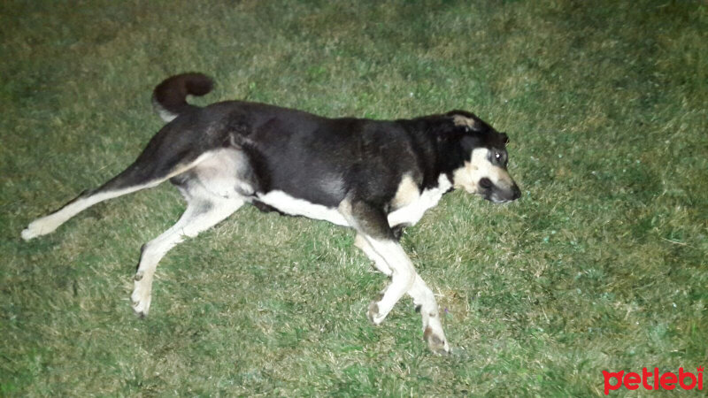 Sokö (Sokak Köpeği), Köpek  bobi fotoğrafı