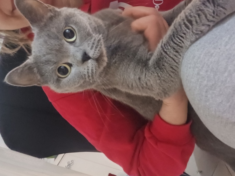 British Shorthair, Kedi  Bıcır fotoğrafı