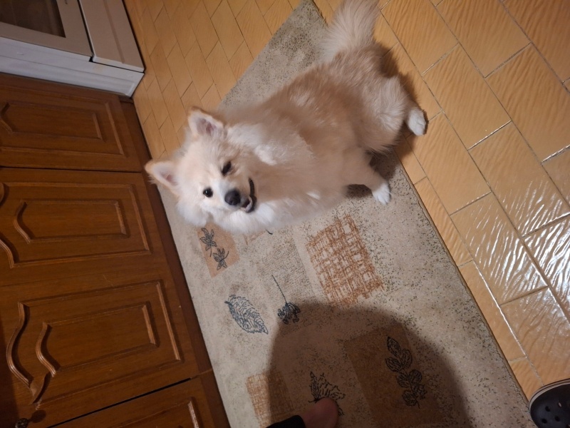 Pomeranyalı, Köpek  Cooper fotoğrafı