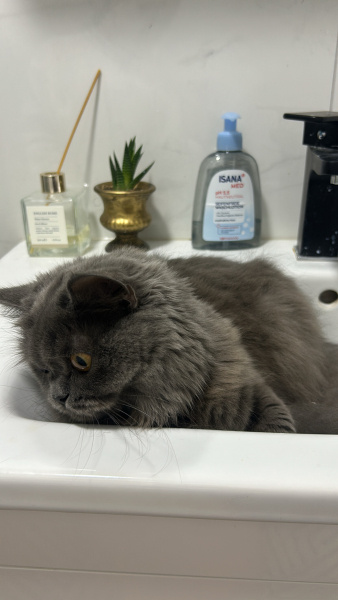 British Longhair, Kedi  Süslü fotoğrafı