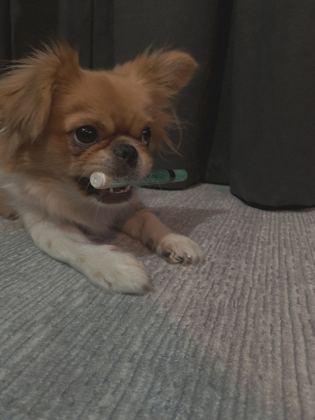 Pekingese, Köpek  Coco fotoğrafı