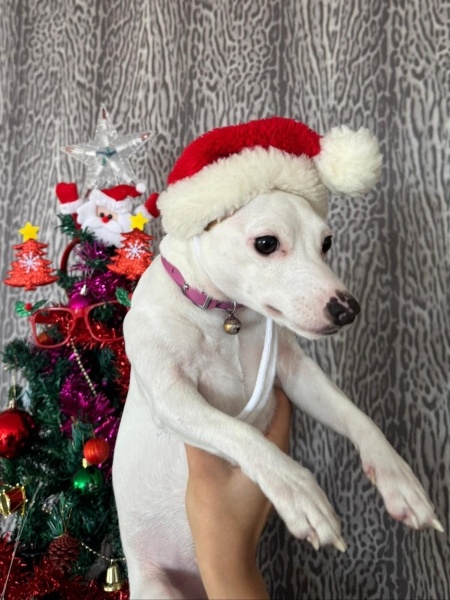 Jack Russell Terrier, Köpek  Lady fotoğrafı