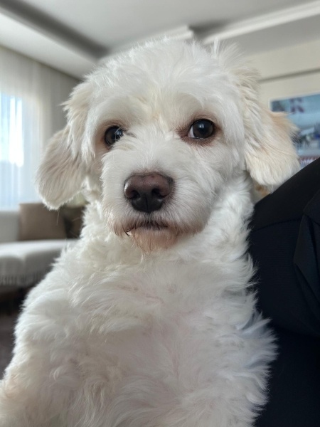 Maltese, Köpek  Köpük fotoğrafı