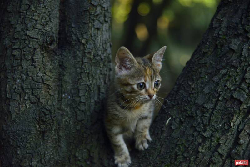 York Chocolate, Kedi  Parinaz fotoğrafı