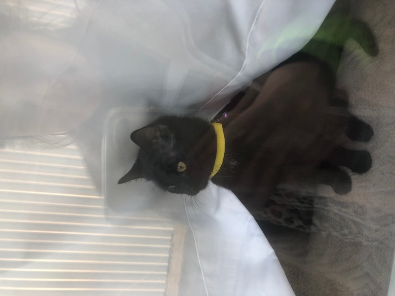 Tekir Kedi, Kedi  Üzüm fotoğrafı