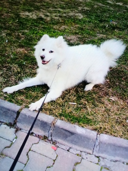 Samoyed, Köpek  Daisy fotoğrafı