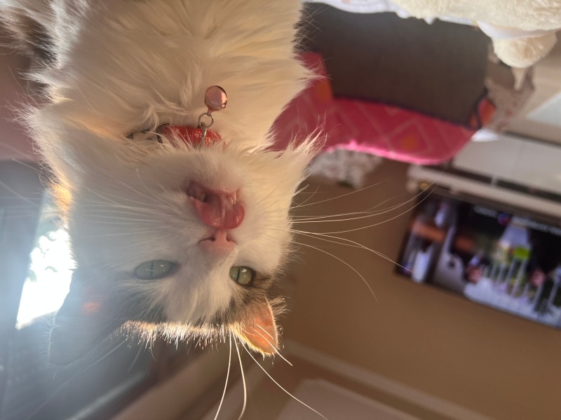 Tekir Kedi, Kedi  Boncuk fotoğrafı