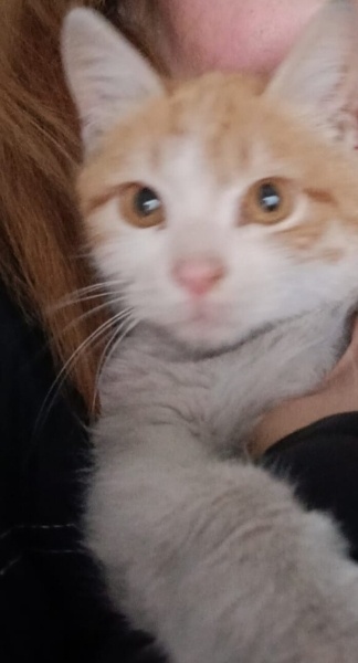 Sarman, Kedi  Tarçın fotoğrafı
