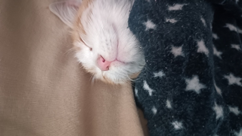 Sarman, Kedi  Tarçın fotoğrafı