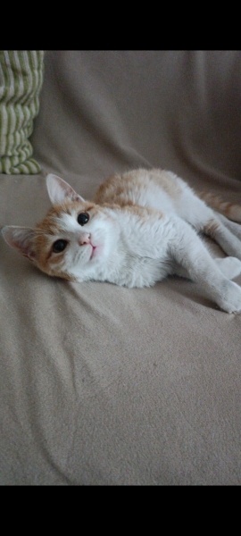 Sarman, Kedi  Tarçın fotoğrafı