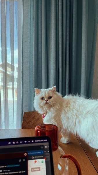British Longhair, Kedi  Sade fotoğrafı