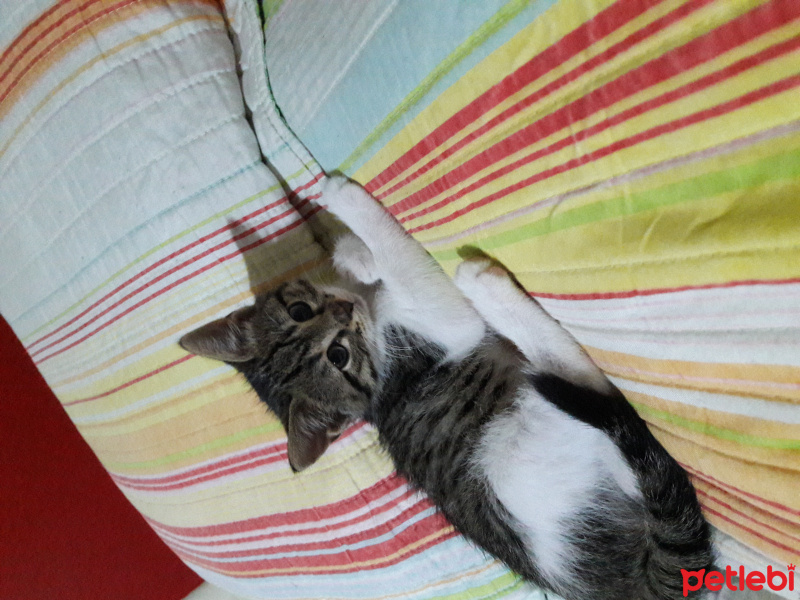Tekir Kedi, Kedi  kadife fotoğrafı