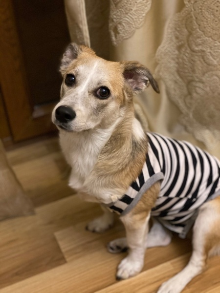 Jack Russell Terrier, Köpek  Maloos fotoğrafı