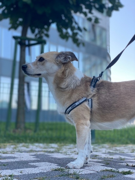 Jack Russell Terrier, Köpek  Maloos fotoğrafı