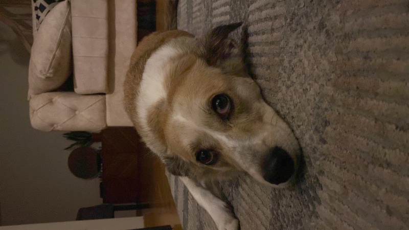 Jack Russell Terrier, Köpek  Maloos fotoğrafı