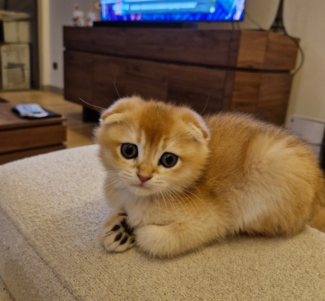 Scottish Fold, Kedi  İsimsiz fotoğrafı