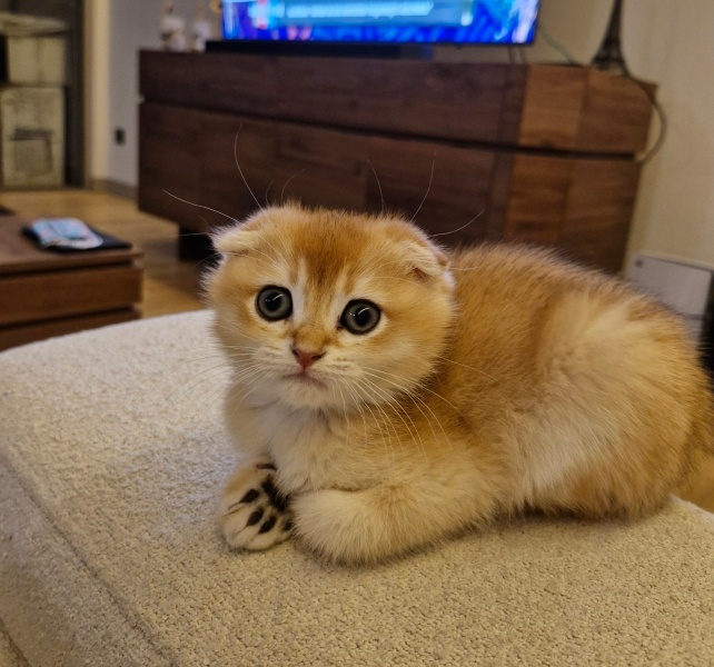 Scottish Fold, Kedi  İsimsiz fotoğrafı