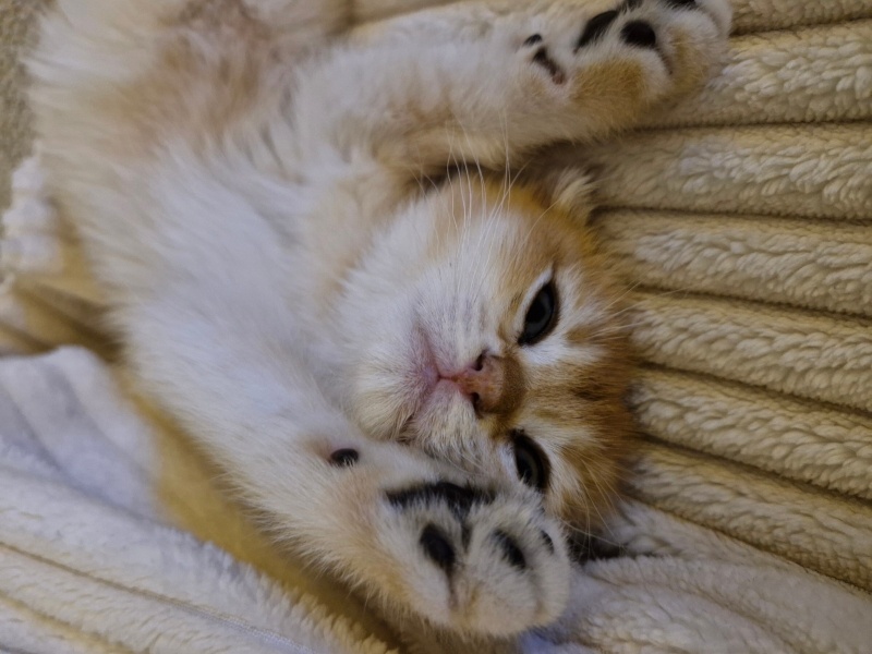 Scottish Fold, Kedi  İsimsiz fotoğrafı