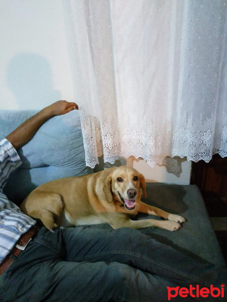 Golden Retriever, Köpek  Herkül  fotoğrafı