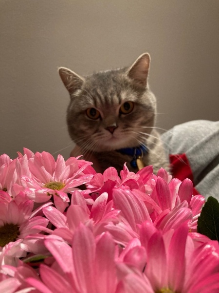 British Shorthair, Kedi  Gombak fotoğrafı