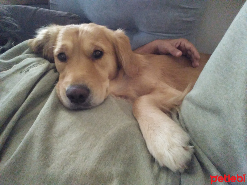Golden Retriever, Köpek  Zeus fotoğrafı