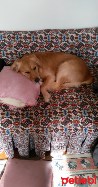 Golden Retriever, Köpek  Zeus fotoğrafı