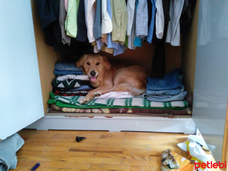 Golden Retriever, Köpek  Zeus fotoğrafı