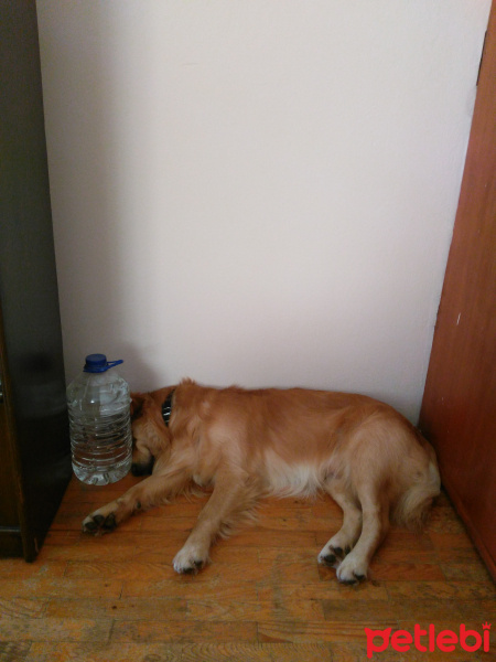 Golden Retriever, Köpek  Zeus fotoğrafı