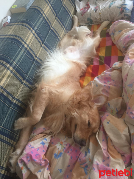 Golden Retriever, Köpek  Zeus fotoğrafı