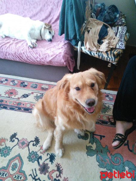 Golden Retriever, Köpek  Zeus fotoğrafı