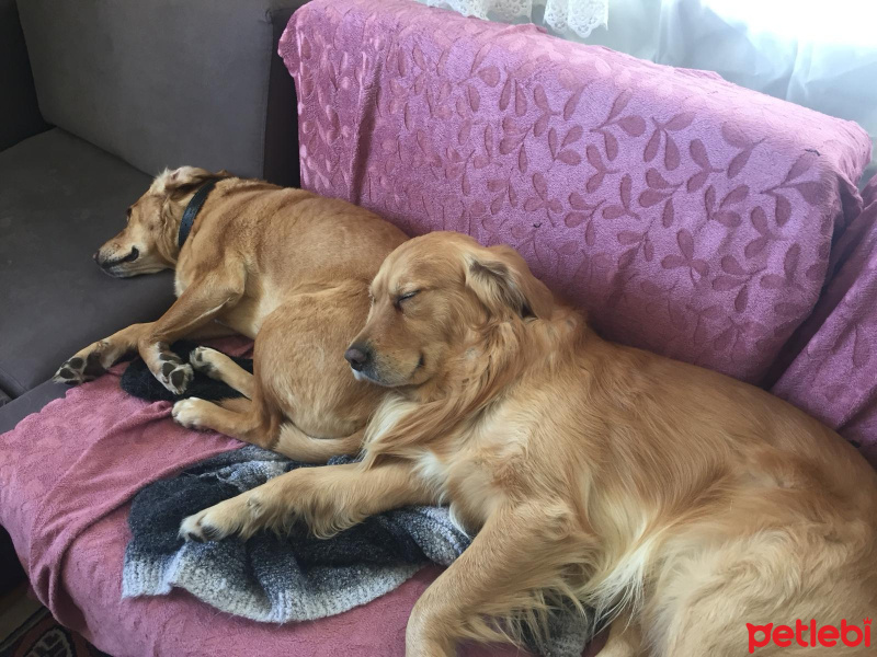 Golden Retriever, Köpek  Zeus fotoğrafı