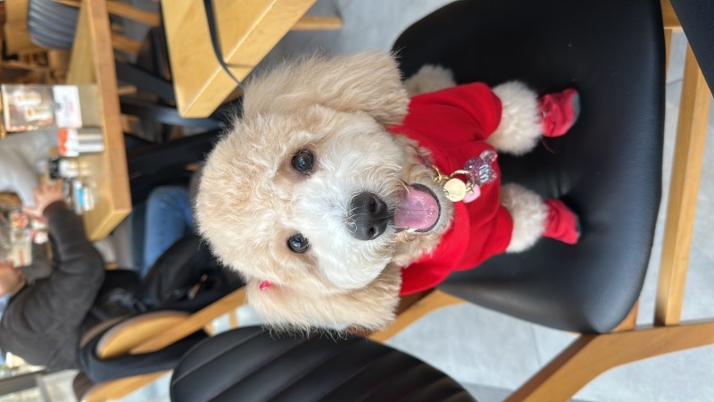 Poodle(Standart Kaniş), Köpek  Kaju fotoğrafı