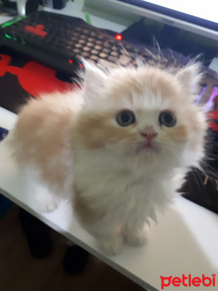 İran Kedisi (Persian), Kedi  Ayık & Bayık fotoğrafı