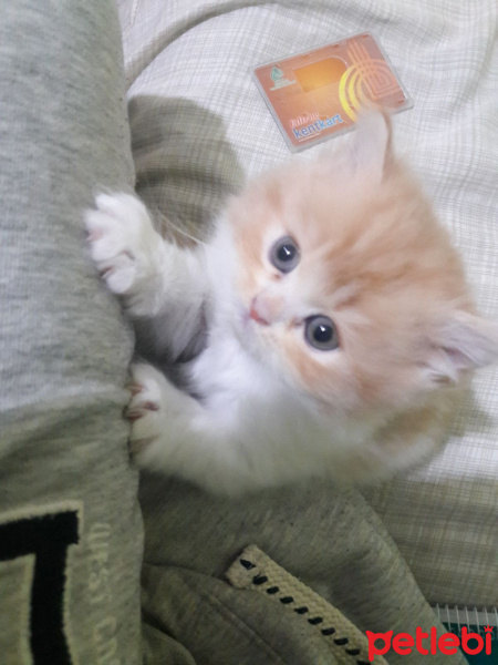 İran Kedisi (Persian), Kedi  Ayık & Bayık fotoğrafı
