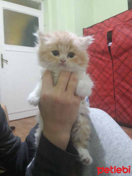 İran Kedisi (Persian), Kedi  Ayık & Bayık fotoğrafı