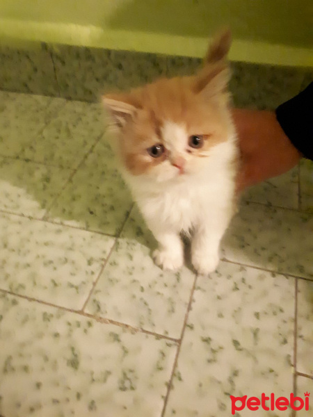 İran Kedisi (Persian), Kedi  Ayık & Bayık fotoğrafı