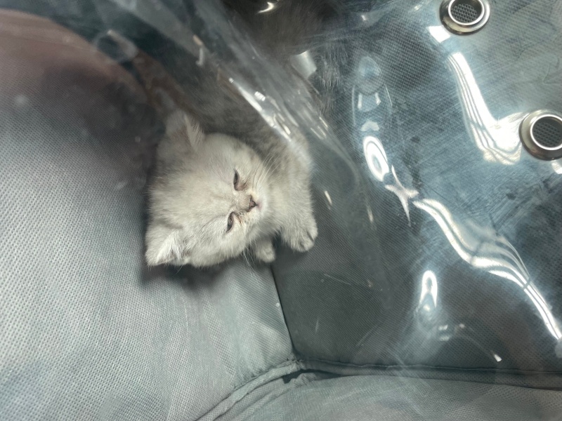 British Shorthair, Kedi  Gofret fotoğrafı
