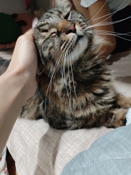 Tekir Kedi, Kedi  Ütü fotoğrafı