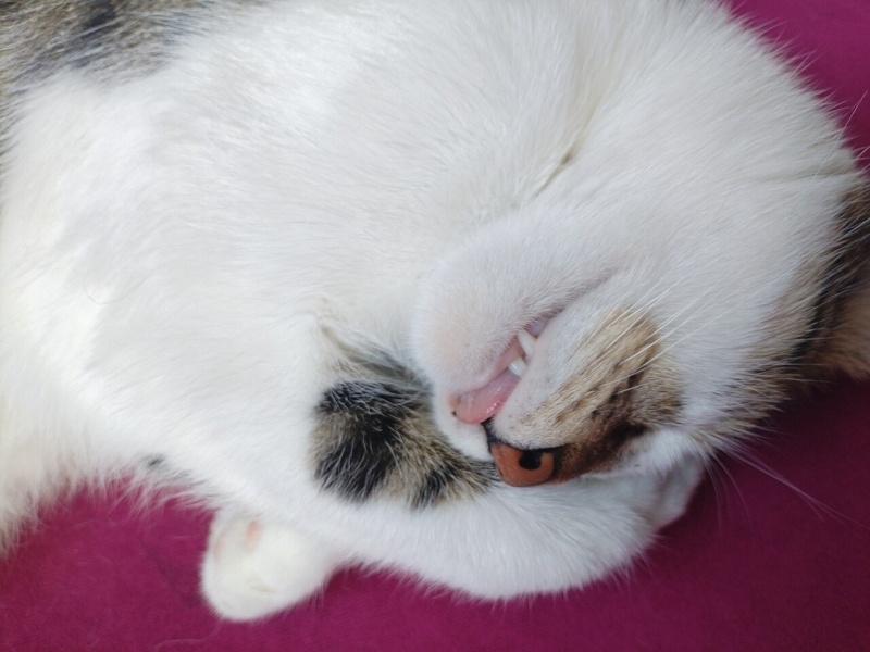 Tekir Kedi, Kedi  Sütlük fotoğrafı