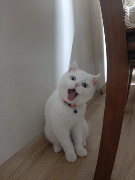 British Shorthair, Kedi  Yok fotoğrafı