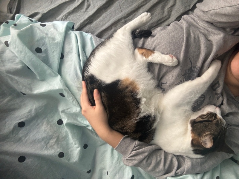 Tekir Kedi, Kedi  Kili fotoğrafı