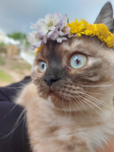 British Shorthair, Kedi  Bella fotoğrafı