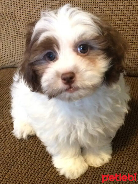 Lhasa Apso, Köpek  Reyhan fotoğrafı