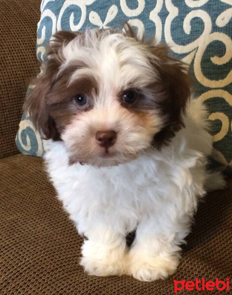 Lhasa Apso, Köpek  Reyhan fotoğrafı